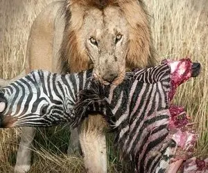 از جذابیت های حیات وحش؛ صحنه جیگرسوز که شیرهای بی رحم زنده زنده گورخر رو خوردن!