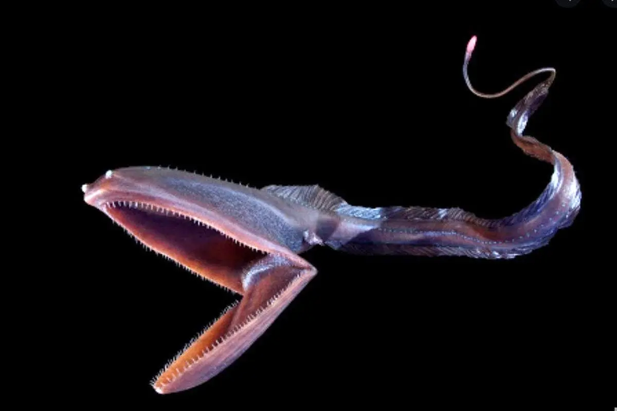 مارماهی گولپر (Gulper Eel)