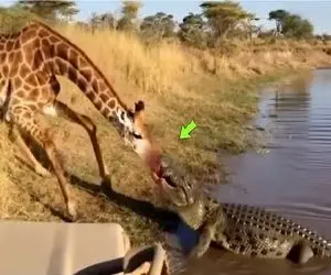 مستند حیات وحش؛ تمساح بی شرف پوزه زرافه رو تو آبخور پاره کرد