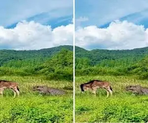 خندوانه درهم؛ بز شقی مث راسو باد معدشو رها کرد تو صورت پلنگ دچار سکته مغزی شد