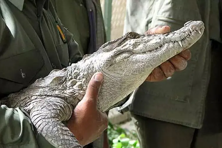 مستند حیات وحش؛ این کروکودیل رو که نوازش میکنی طوری خودشو لوس میکنه که نگم برات