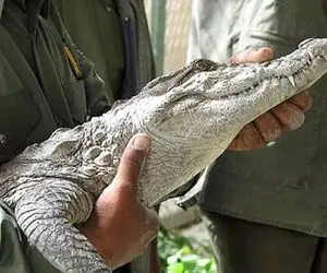 مستند حیات وحش؛ این کروکودیل رو که نوازش میکنی طوری خودشو لوس میکنه که نگم برات