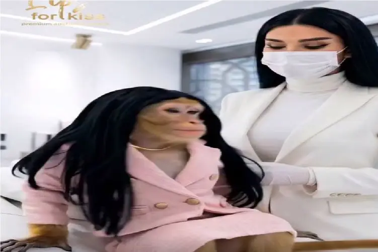 مستند کاوش؛ داف بازی به میمونا رسیده