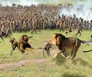 شاهکار حیات وحش؛ گله بابون ها برای خونخواهی رئیسشون شیر سفاک دوره و شرحه کردن