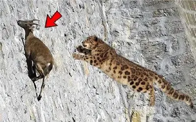 شاهکار حیات وحش؛ جان بر کفی پلنگ با نادیده گرفتن جاذبه برای شکار بز کوهی