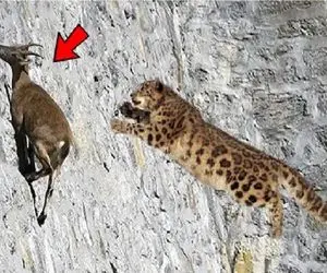 شاهکار حیات وحش؛ جان بر کفی پلنگ با نادیده گرفتن جاذبه برای شکار بز کوهی