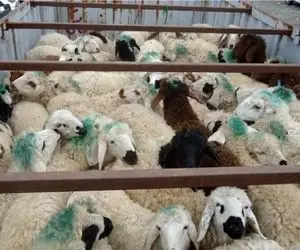 قیمت دام زنده امروز ۲۵ فروردین ۱۴۰۴ + جدول