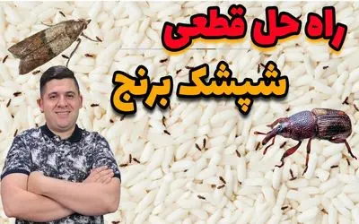 ترفند خانه داری؛ این شپشک برنج هم دردسری شده با این قیمت گرون برنج