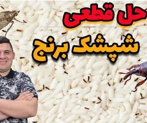 ترفند خانه داری؛ این شپشک برنج هم دردسری شده با این قیمت گرون برنج