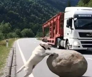 معماری طبیعت؛ سگ با واق واقش راننده تریلی رو از مرگ حتمی نجات داد