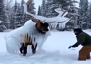 معماری طبیعت؛ گوزن با اون عظمت یخ زده منتظر یه ضربه بود که دوباره زنده شه