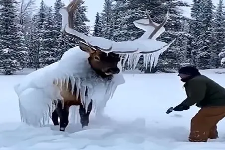 معماری طبیعت؛ گوزن با اون عظمت یخ زده منتظر یه ضربه بود که دوباره زنده شه