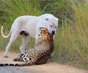 مستند حیات وحش؛ قدرت نمایی سهمگین پلنگ با سگ سفید