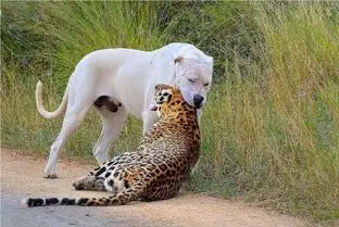 مستند حیات وحش؛ قدرت نمایی سهمگین پلنگ با سگ سفید