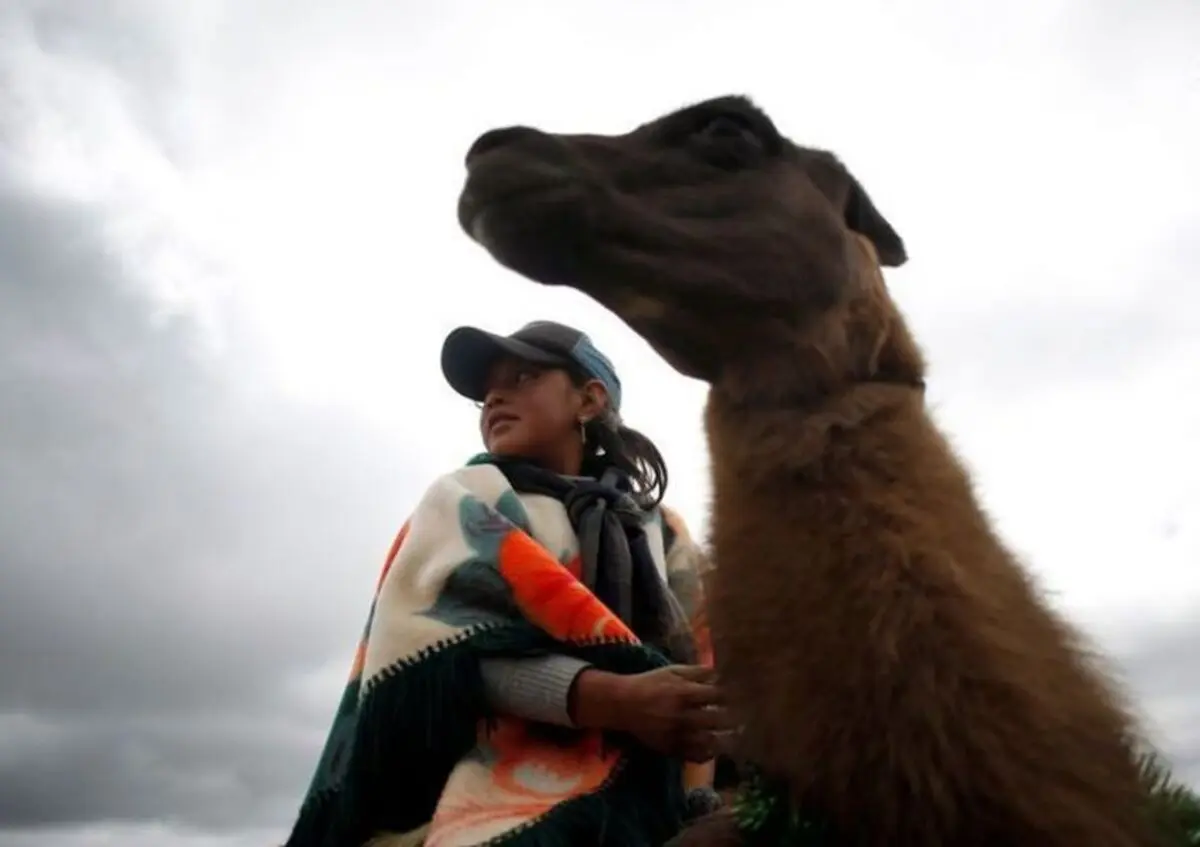 تصاویر جذاب از مسابقه لاماسواری