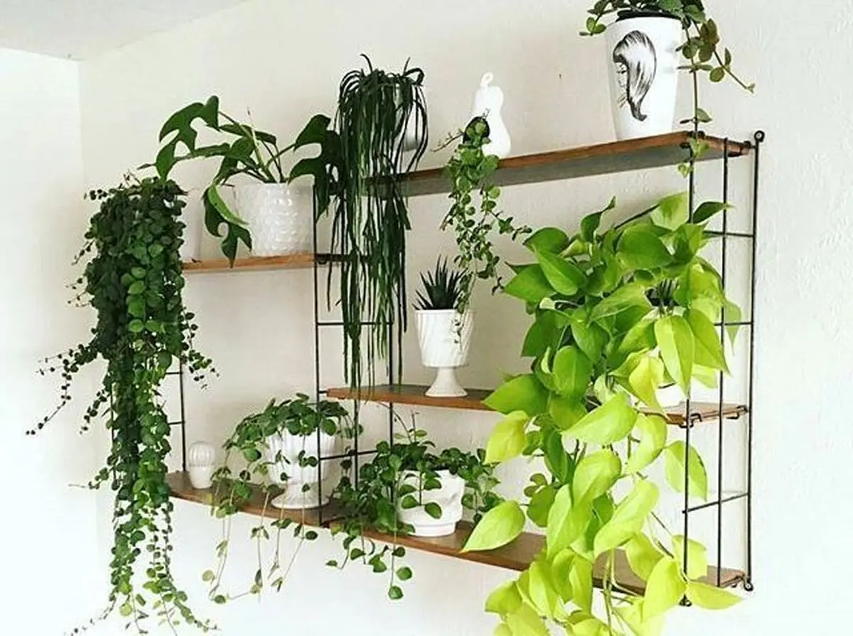growing-houseplants3