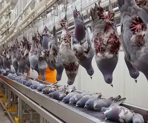 فرآوری کبوتر؛ صنعت پررونق پرورش کبوتر ارگانیک برای بهره از گوشت و تخم مرغ 