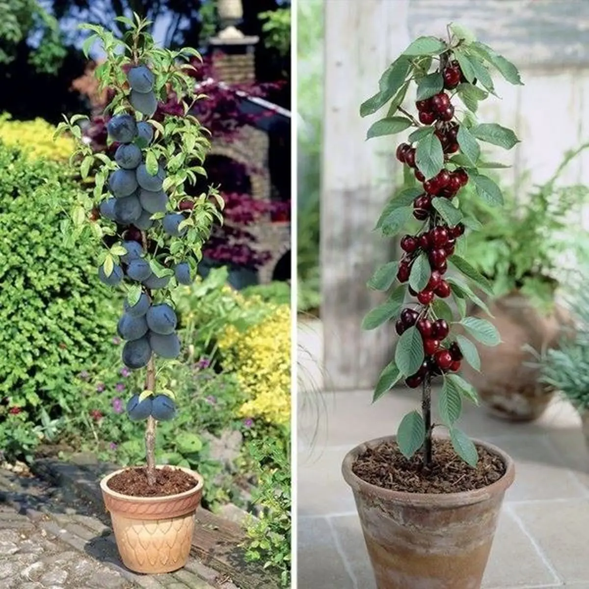 0013146_cherry-sylvia-plum-bla (51760751696918988c)