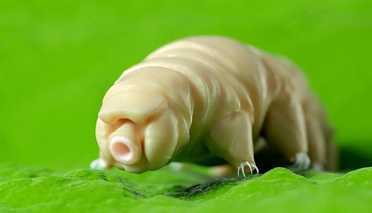 What-happens-if-we-introduce-tardigrade-proteins-into-human-cells-zistna-ir