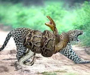 از جذابیت های حیات وحش؛ پیتون جربزه دار پیچید دور پلنگ و سفت چلوندش تا تلف شه