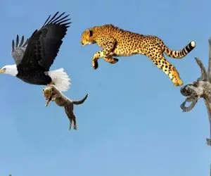 از جذابیت‌های حیات  وحش؛ پلنگ برای اینکه توله شو از چنگال عقاب دیو جدا کنه پرواز کرد