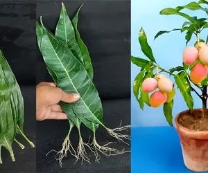 کشاورزی بدیع؛ با یه فکر بکر رو تنه درخت موز انبه کاشتن و میوه داده سبد سبد