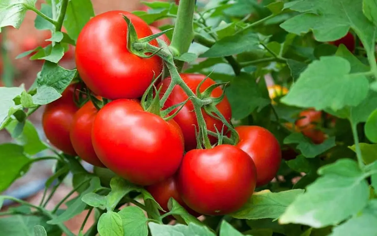 گوجه با افسردگی مبارزه می‌کند