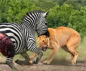 نبرد حیات وحش/انتقام بچه گورخر خانوادش با فدا کردن جونشون گرفتن زبان گورخر بیرون موند