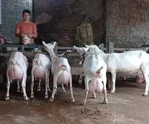 فرآوی بز؛ بزهایی که سرهم 100 کیلو هم وزن ندارن اما اندازه کارخانه میهن شیر میدن