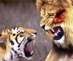 جدال حیات وحش ؛ عناد بی‌امان شغال و پلنگ برای اثبات برتری