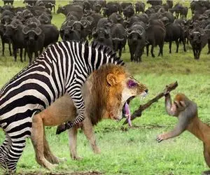 جذابیت حیات وحش / حماسه آفرینی خر راه راه در تقابل با شیر شریر با داوری میمون