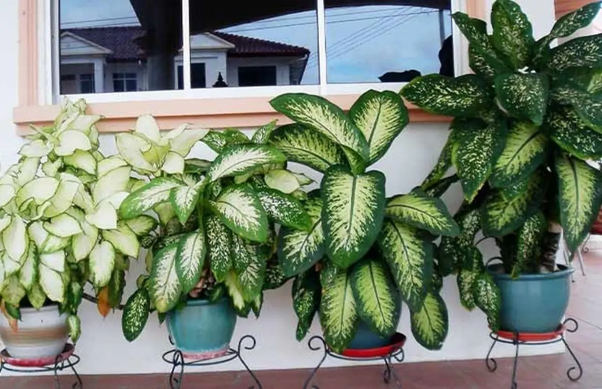 house-plants-5