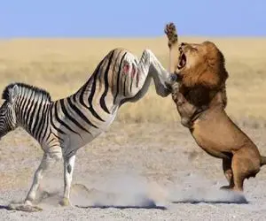 بدایع حیات وحش؛ زرافه دراز ناز با پا پوزه شیر ددی که بهش چشم داشت پوکوند 