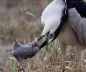 بدایع حیات وحش / شکار مدهوشانه موش دد توسط حواصیل شرور برای بقا