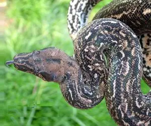 راز بقا؛ مار سرش قطع شده و سر بریده‌اش بدنشو نیش میزنه!