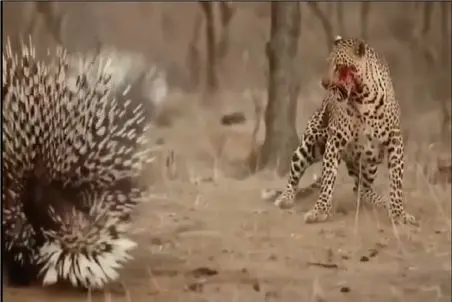 بر مدار وحش؛ جوجه تیغی جنگ بلد پلنگ خونین مالین کرد