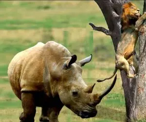 بدایع حیات وحش؛ وقتی کرگدن دد قاط میزنه و به شیر حمله میکنه سلطان جنگل تشنج کرد