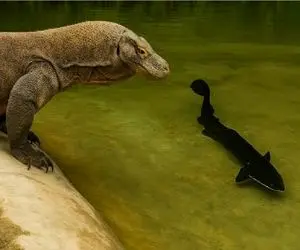 مستند حیات وحش؛ کومودو سفاک خشکی بس نبود براش میزنه به آب مارماهی تناول کنه