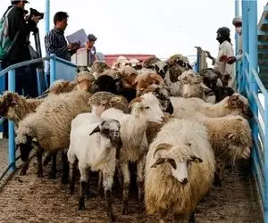 قیمت دام زنده امروز 1 بهمن 1404 + جدول