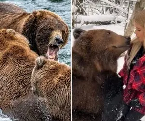 مستند حیات وحش؛ وقتی خرس گنده به دختر آرایش کرده سیلی می زنه