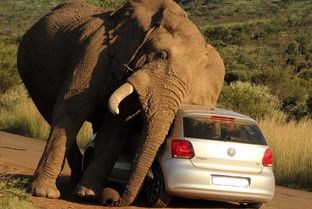 از جذابیت های حیات وحش؛ فیل وحشی قاط زد جفت پا رفت رو ماشین پر مسافر له شدن