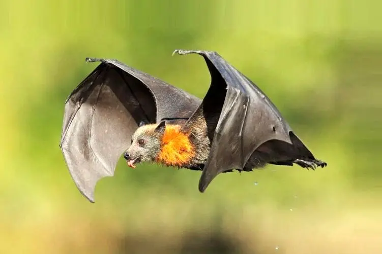 راز بقا؛ لحظاتی از نوشیدن خون حیوانات توسط خفاش که دیدنش دل و جرأت میخواد