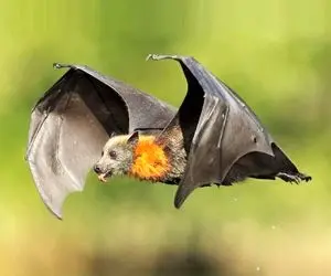 راز بقا؛ لحظاتی از نوشیدن خون حیوانات توسط خفاش که دیدنش دل و جرأت میخواد