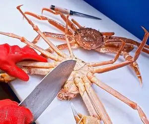 فرآوری خرچنگ؛ خرچنگای سفید که پروار شدن ورقه‌ای برش میزنن با سس قارچ سرو میشه