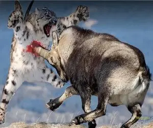 شاهکار حیات وحش؛ بز، پلنگ برفی رو میسپره به دستای جاذبه