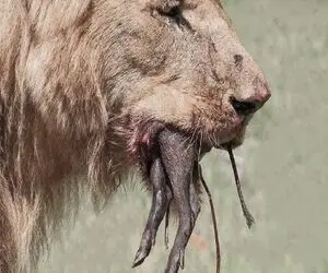 بدایع حیات وحش؛ شیر ددمنش بعد تناول کردن کرگدن بزغاله رو به عنوان خلال دندون بلعید