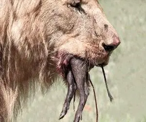 بدایع حیات وحش؛ شیر ددمنش بعد تناول کردن کرگدن بزغاله رو به عنوان خلال دندون بلعید