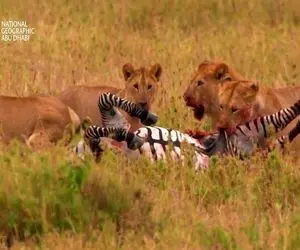 مستند حیات وحش/ حمله مرگبار شیر متخاصم وقتی خر سیاه سفید حریمش را لگدمال کرد