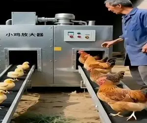 دامداری نوین؛ جوجه ها رو می‌فرسته تو زودپز مرغ میشن زودتر تخم میدن