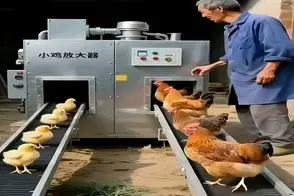 دامداری نوین؛ جوجه ها رو می‌فرسته تو زودپز مرغ میشن زودتر تخم میدن